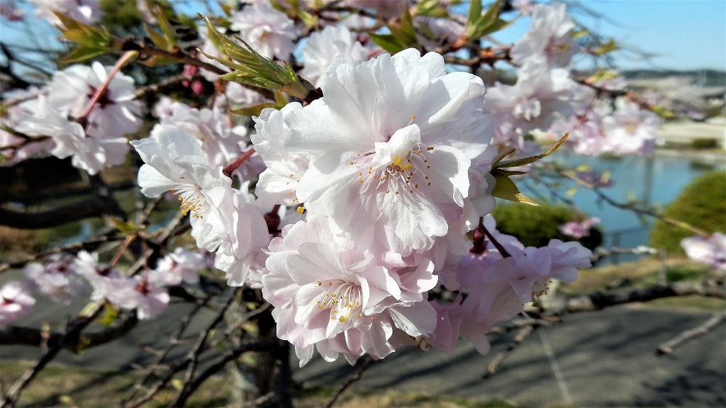 f:id:boianuf:20180330110841j:plain