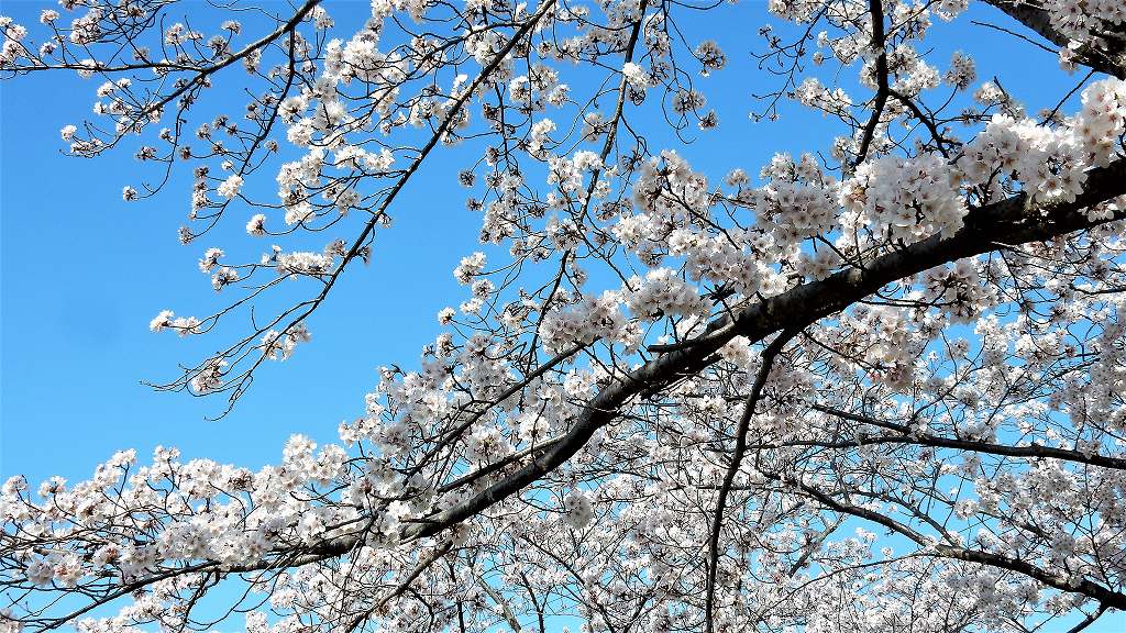 f:id:boianuf:20180330110958j:plain