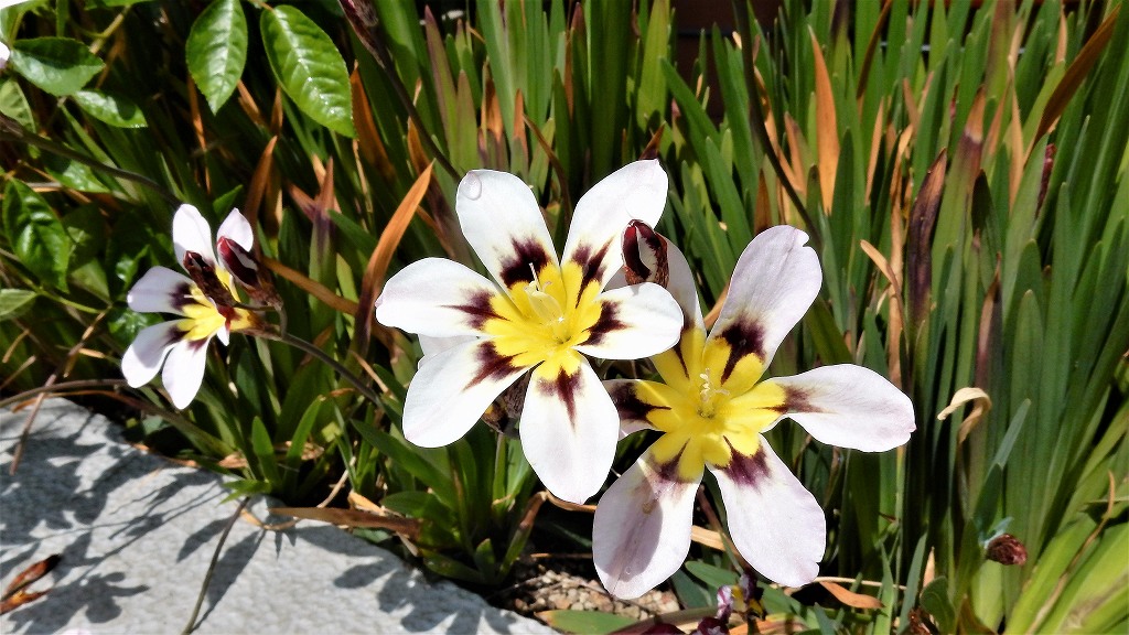 f:id:boianuf:20180414160140j:plain