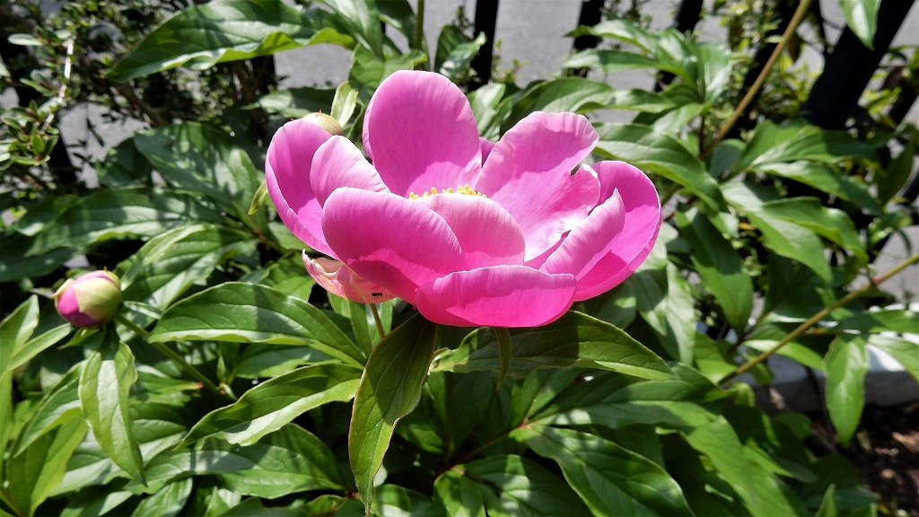 f:id:boianuf:20180501110147j:plain