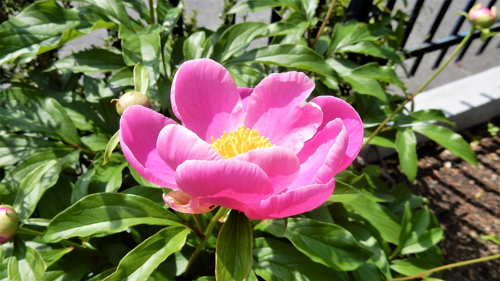 f:id:boianuf:20180501110201j:plain