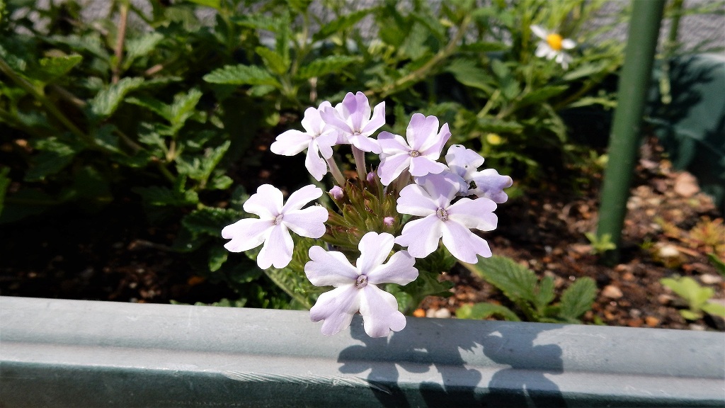 f:id:boianuf:20180501110230j:plain