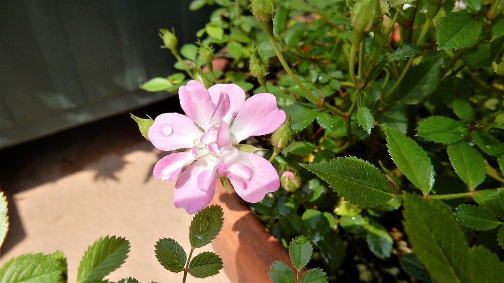 f:id:boianuf:20180501110252j:plain