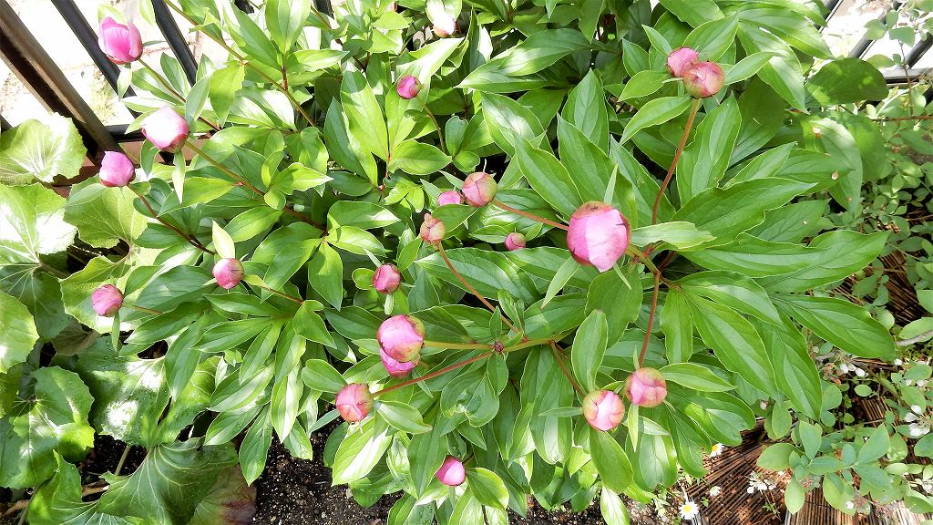 f:id:boianuf:20180501110323j:plain