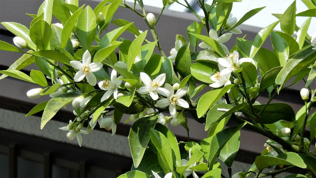 f:id:boianuf:20180501110352j:plain