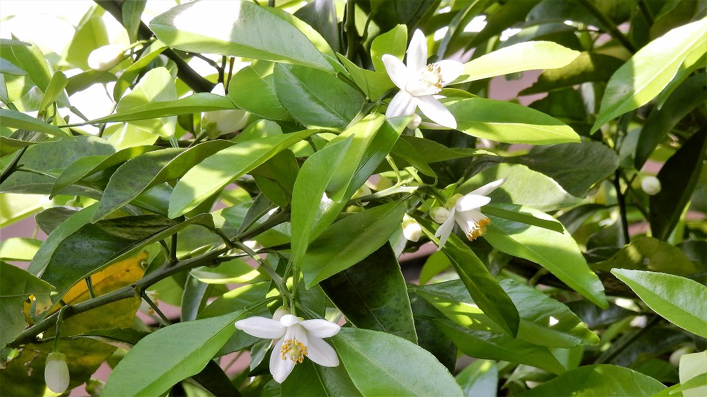f:id:boianuf:20180501110444j:plain