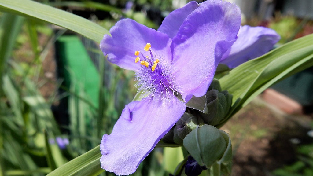 f:id:boianuf:20180501110603j:plain