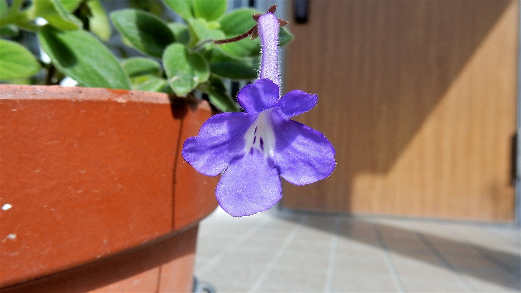 f:id:boianuf:20180504103442j:plain