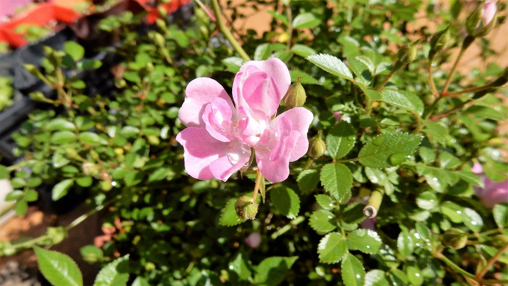 f:id:boianuf:20180505100417j:plain