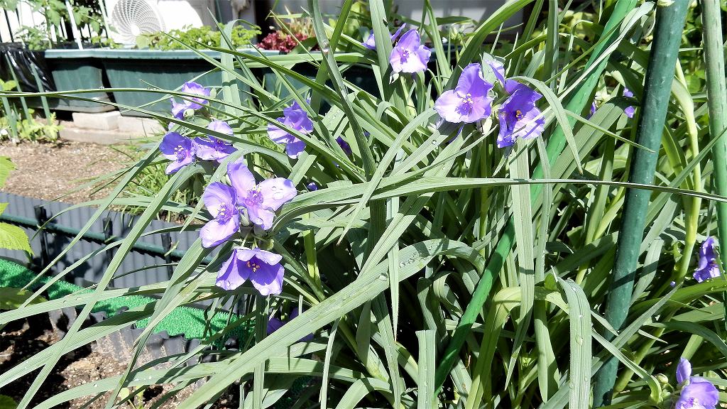 f:id:boianuf:20180505100547j:plain