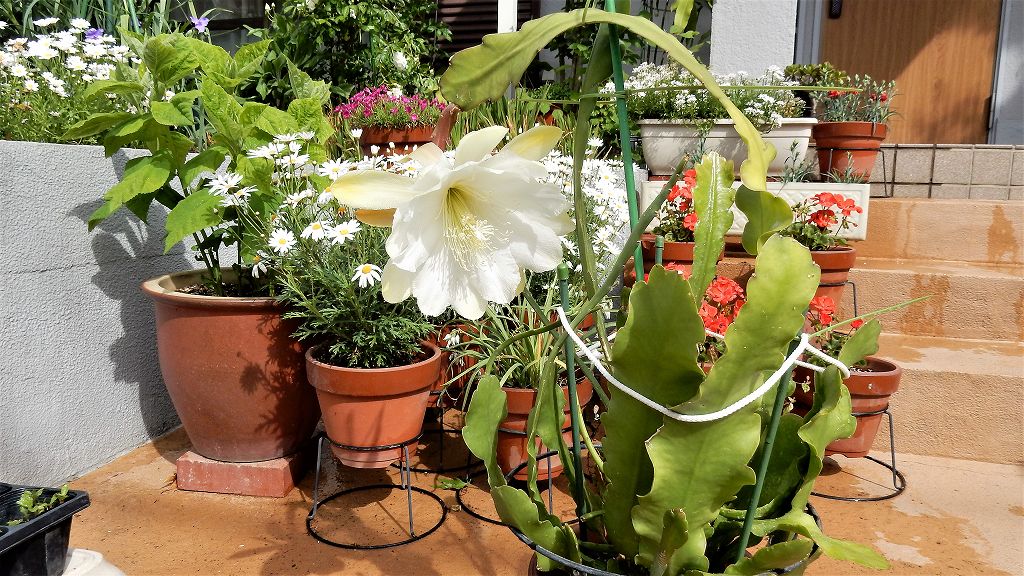 f:id:boianuf:20180506113519j:plain