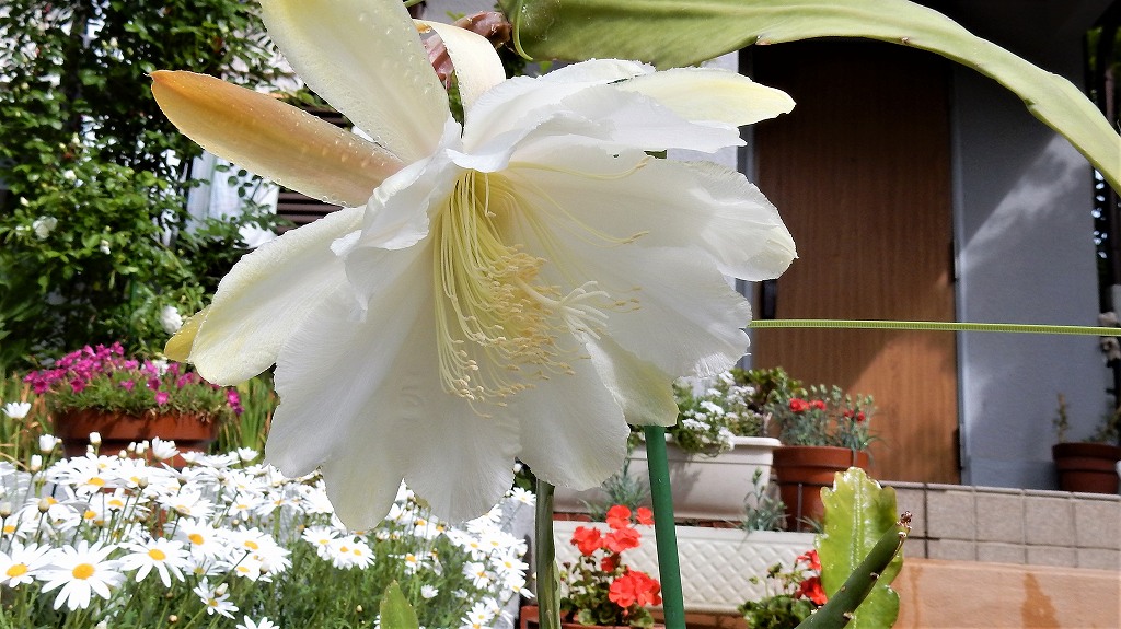 f:id:boianuf:20180506113558j:plain