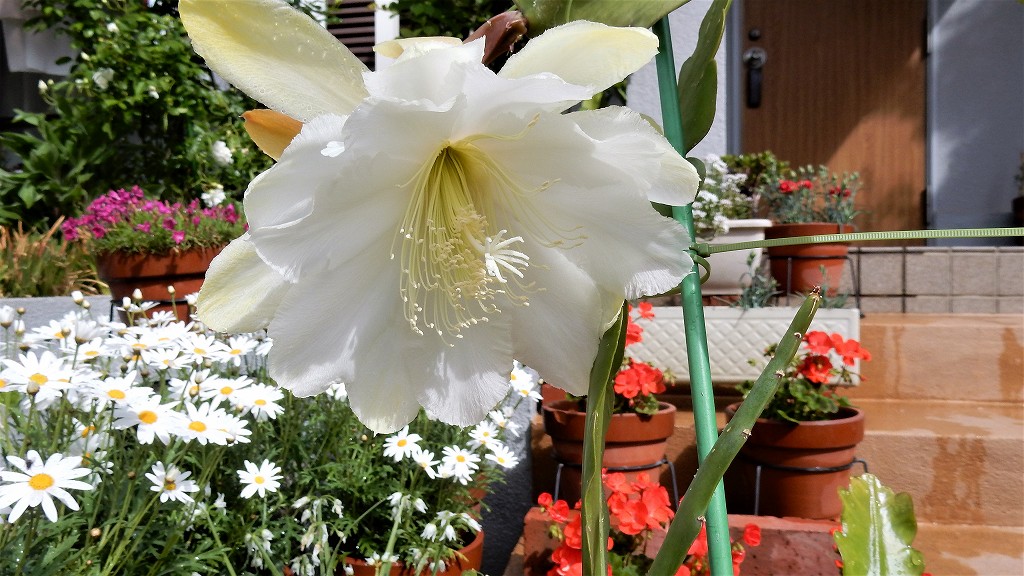 f:id:boianuf:20180506113613j:plain
