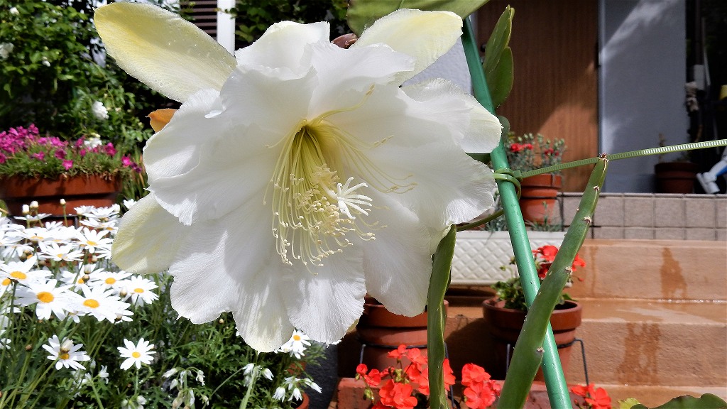 f:id:boianuf:20180506113631j:plain
