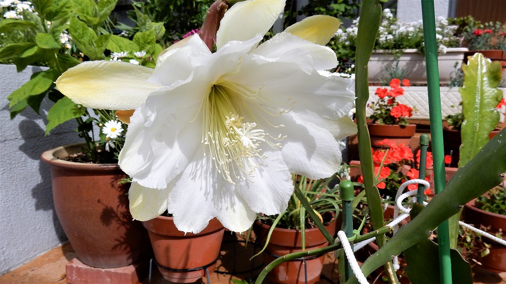 f:id:boianuf:20180506113823j:plain