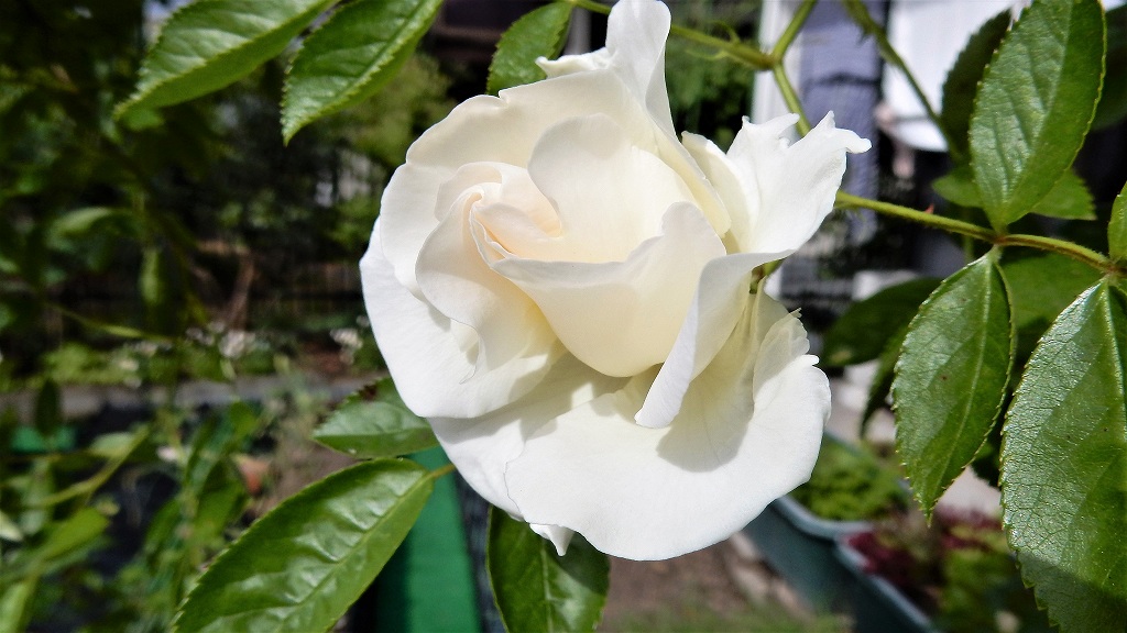 f:id:boianuf:20180506113942j:plain