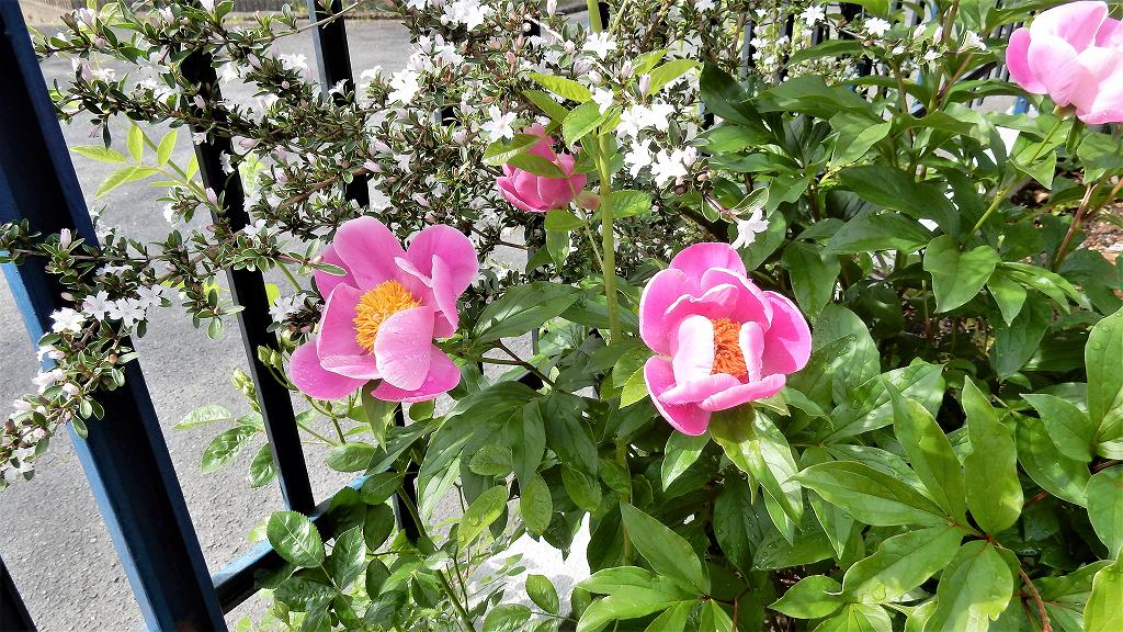 f:id:boianuf:20180506114134j:plain