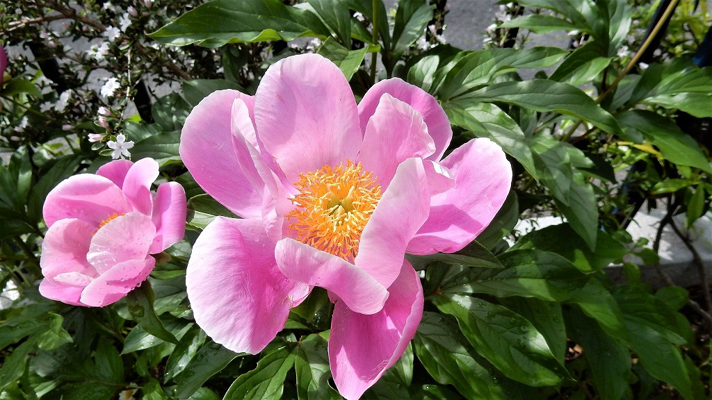 f:id:boianuf:20180506114222j:plain