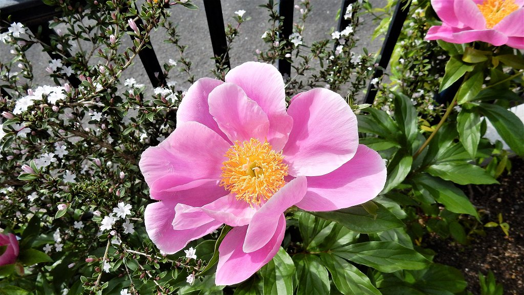 f:id:boianuf:20180506114248j:plain