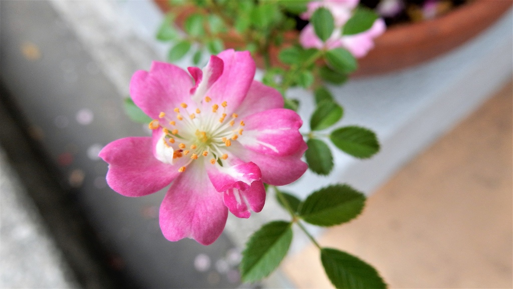 f:id:boianuf:20180519140256j:plain