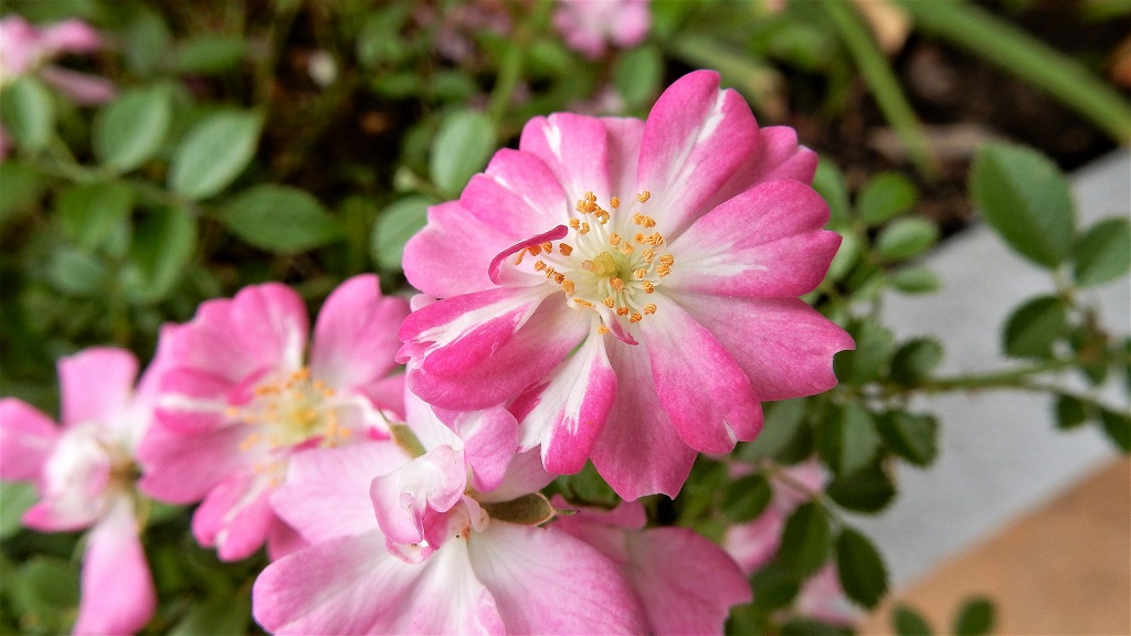 f:id:boianuf:20180519140318j:plain