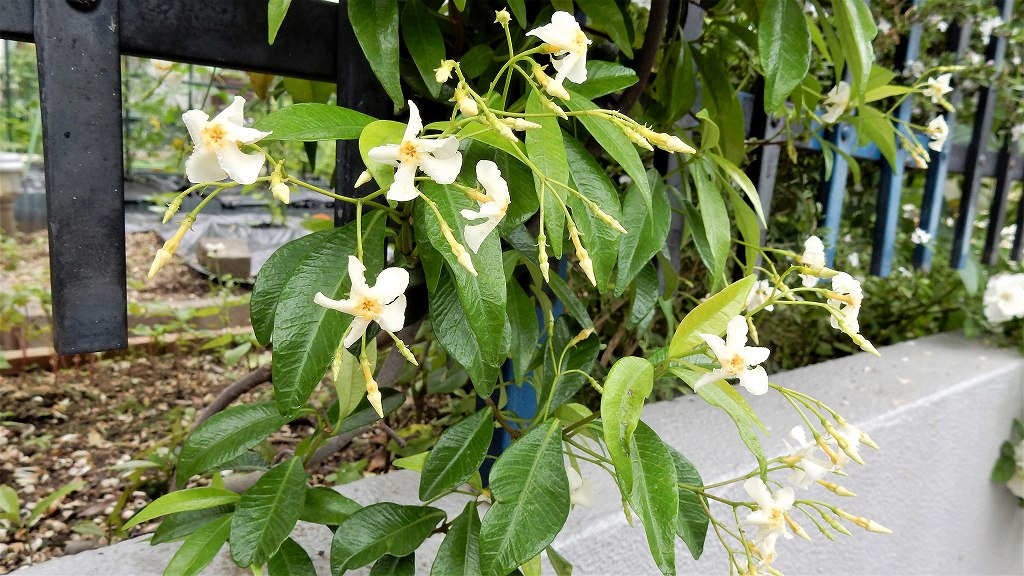 f:id:boianuf:20180519140400j:plain
