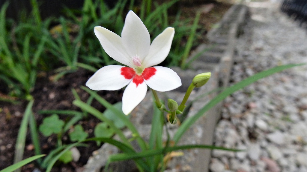 f:id:boianuf:20180519140730j:plain