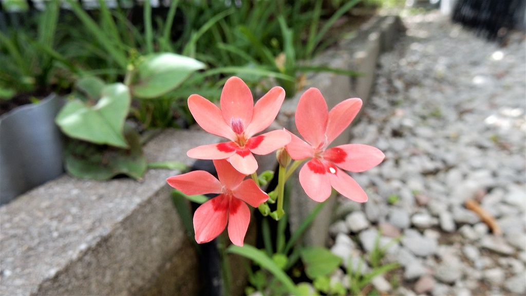 f:id:boianuf:20180519140751j:plain