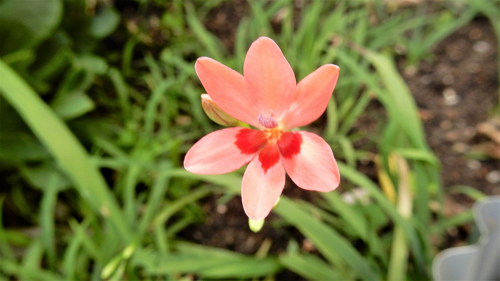 f:id:boianuf:20180519140814j:plain