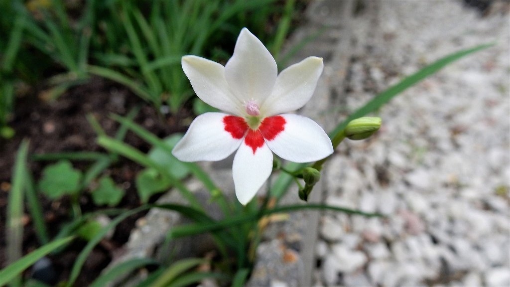 f:id:boianuf:20180519170534j:plain