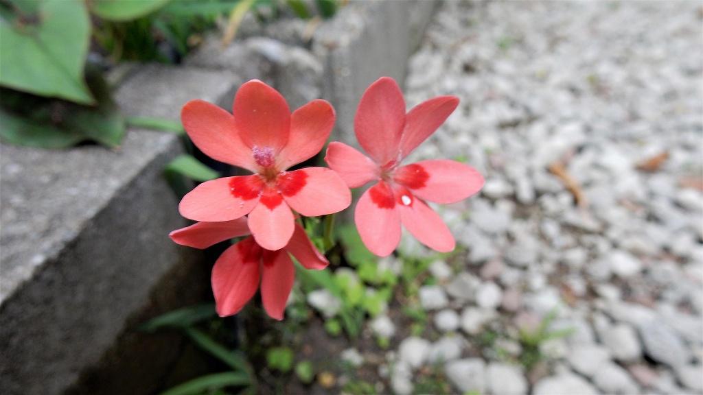 f:id:boianuf:20180519170544j:plain