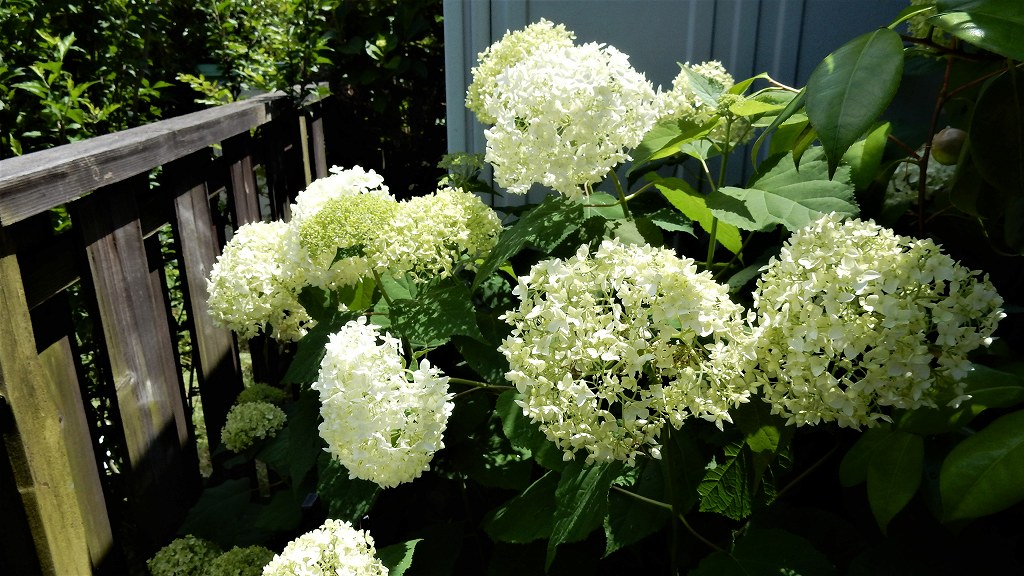 f:id:boianuf:20180601112418j:plain