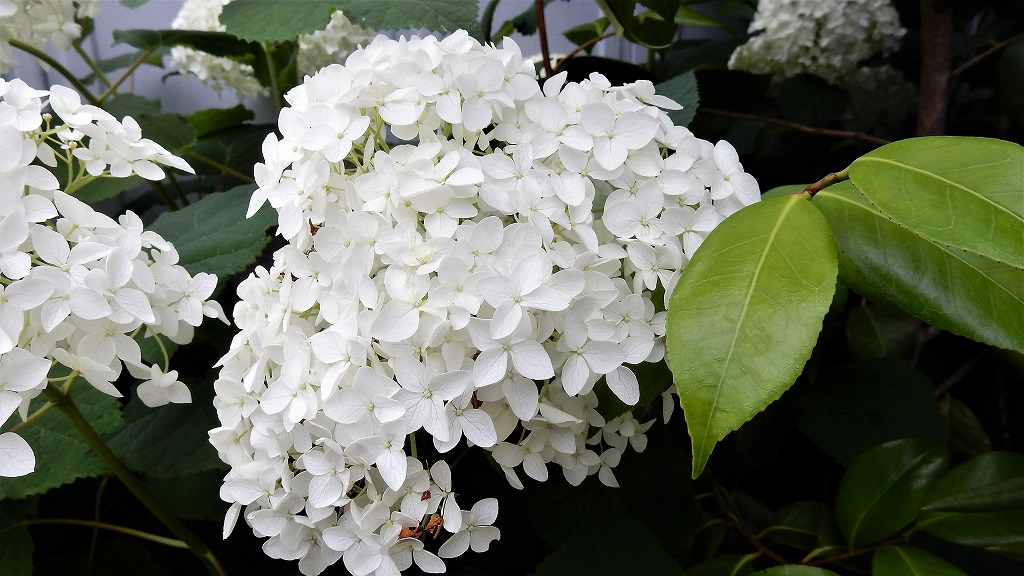 f:id:boianuf:20180608104953j:plain