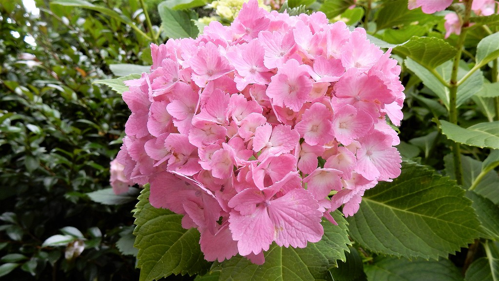 f:id:boianuf:20180608105008j:plain