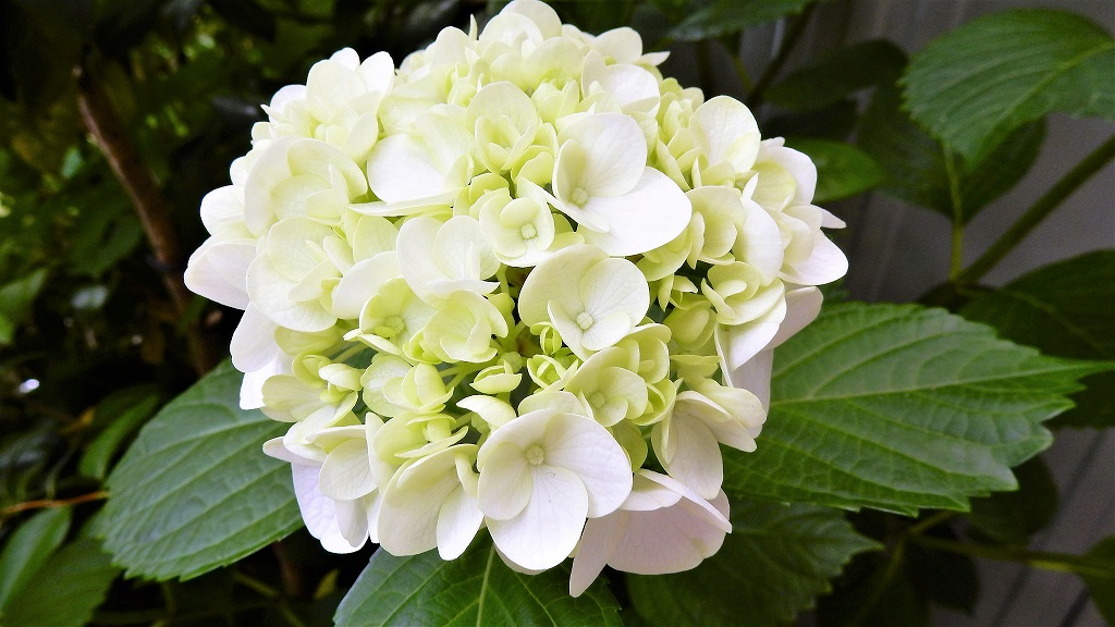 f:id:boianuf:20180608105026j:plain