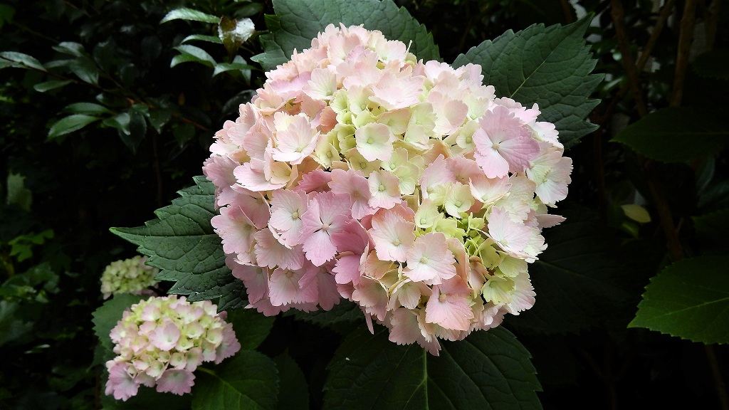 f:id:boianuf:20180608105050j:plain