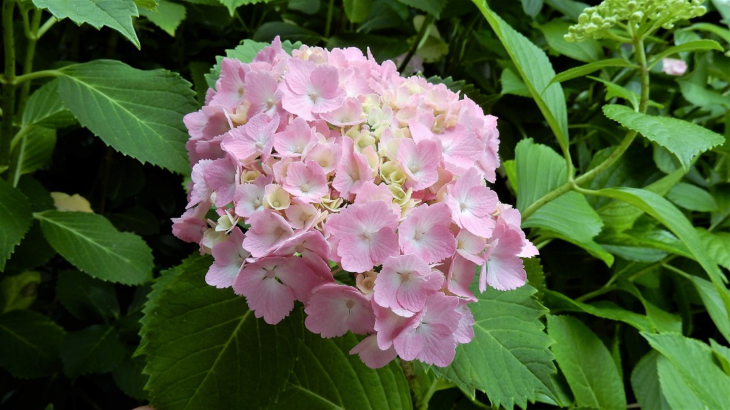 f:id:boianuf:20180608105105j:plain