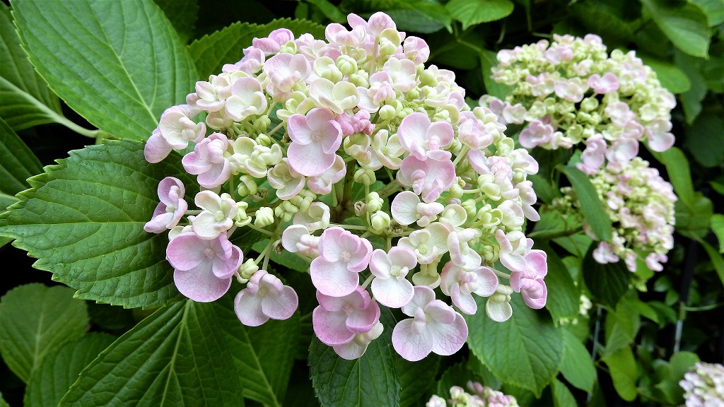 f:id:boianuf:20180608105139j:plain