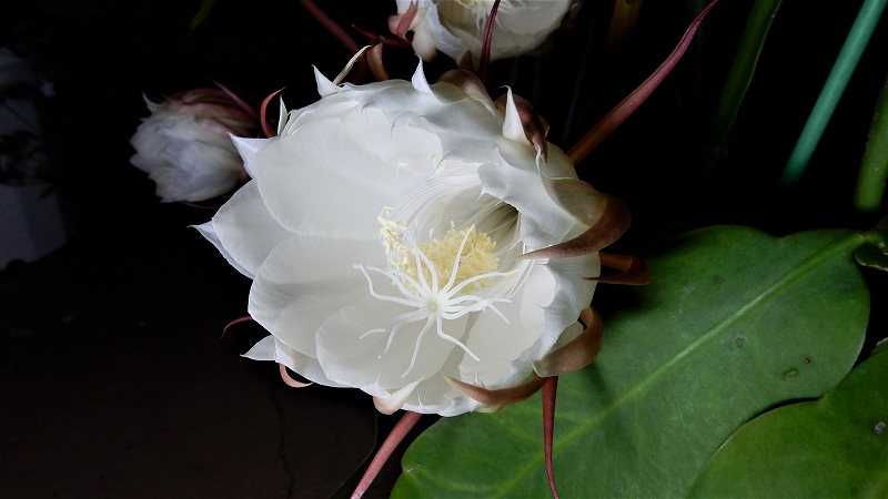 f:id:boianuf:20180701080510j:plain f:id:boianuf:20180701080510j:plain