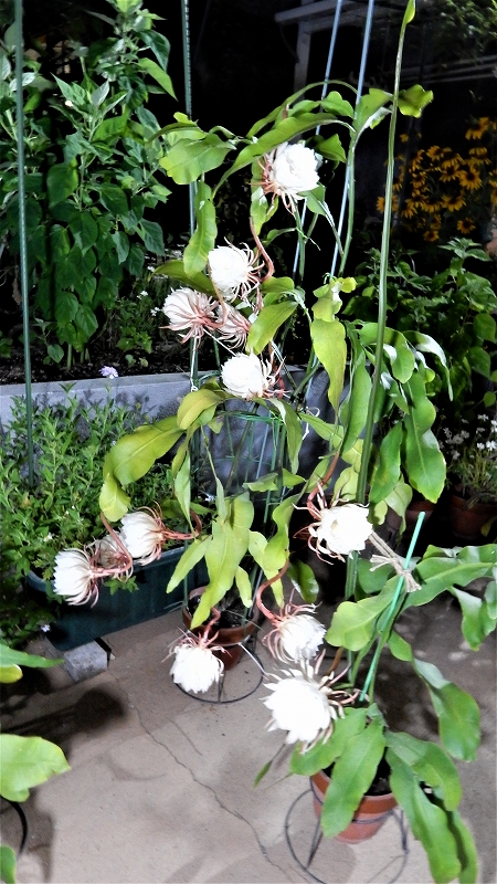 f:id:boianuf:20180701080536j:plain f:id:boianuf:20180701080536j:plain