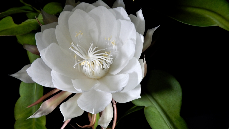 f:id:boianuf:20180701080748j:plain f:id:boianuf:20180701080748j:plain