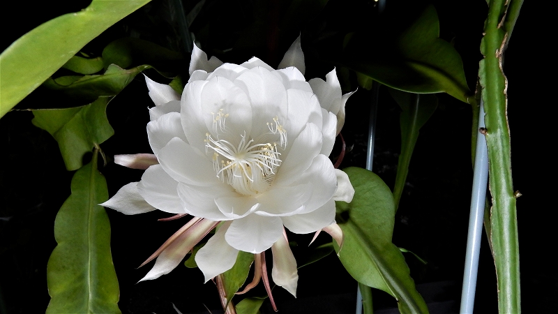 f:id:boianuf:20180701080916j:plain f:id:boianuf:20180701080916j:plain