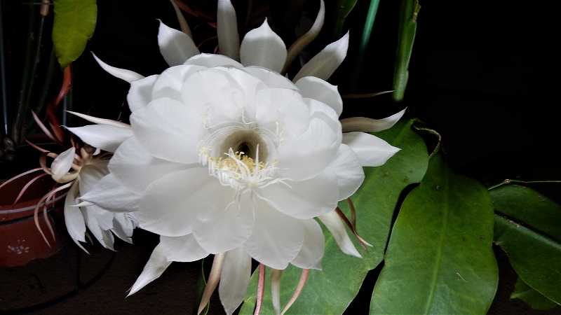 f:id:boianuf:20180701080933j:plain f:id:boianuf:20180701080933j:plain