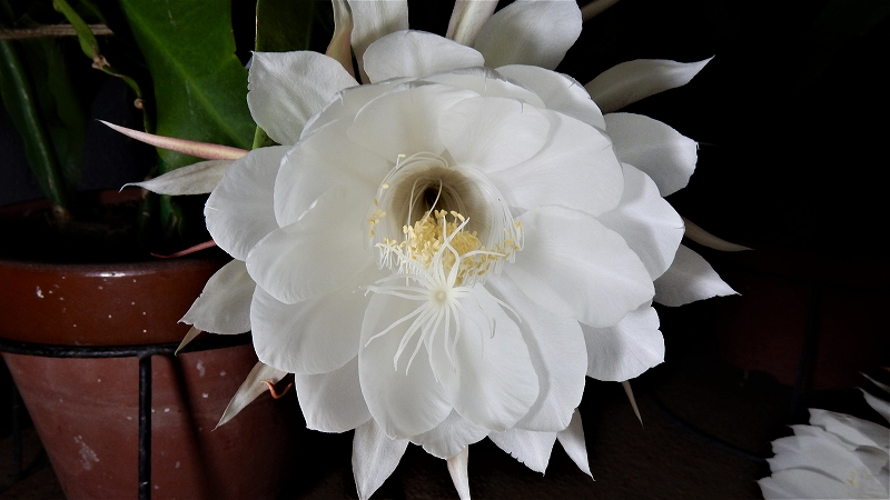 f:id:boianuf:20180701081015j:plain f:id:boianuf:20180701081015j:plain