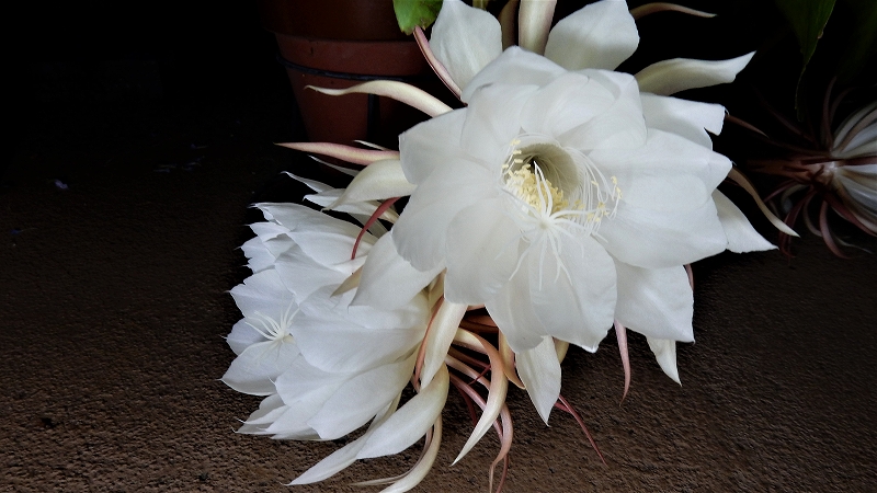 f:id:boianuf:20180701081025j:plain f:id:boianuf:20180701081025j:plain