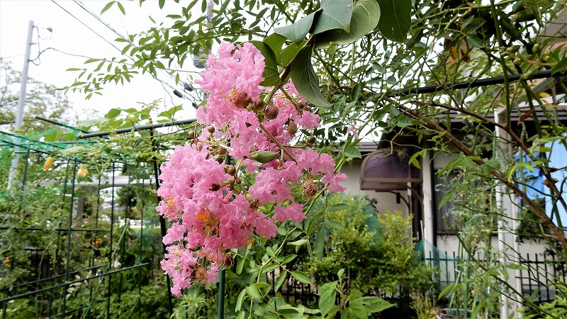f:id:boianuf:20180807095207j:plain