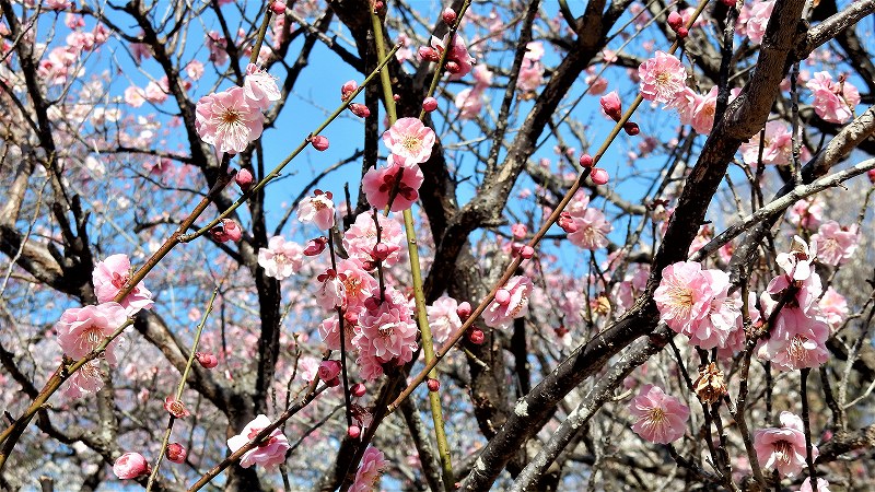 f:id:boianuf:20190309152020j:plain