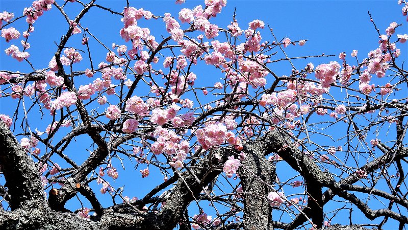 f:id:boianuf:20190309152152j:plain