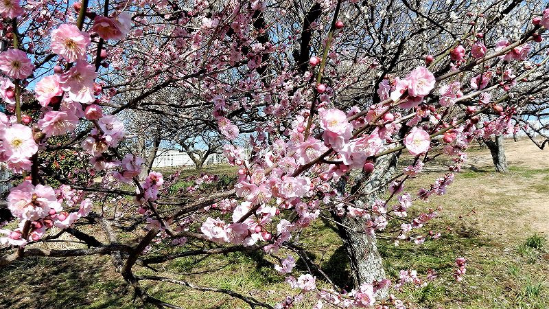f:id:boianuf:20190309152229j:plain