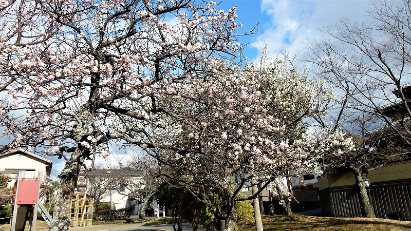 f:id:boianuf:20190313161703j:plain